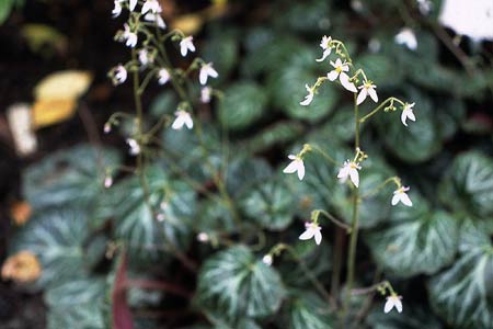 Saxifraga Sarmentosa